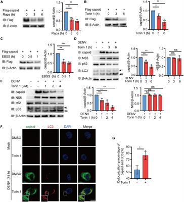 Autophagy Activation Induces p62-Dependent Autophagic Degradation of Dengue Virus Capsid Protein During Infection